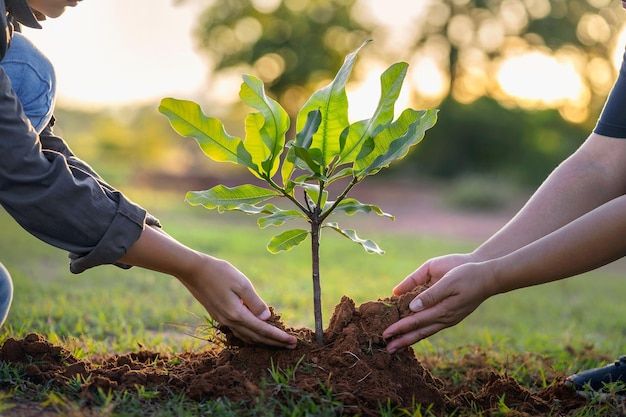Plantation